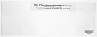 Physoderma gibbosum image